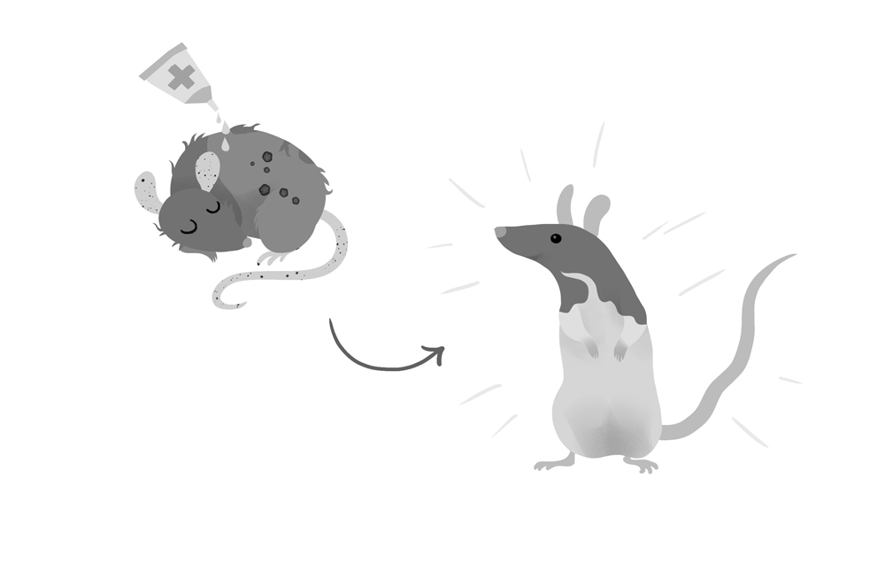 Origin Story: Pet rats