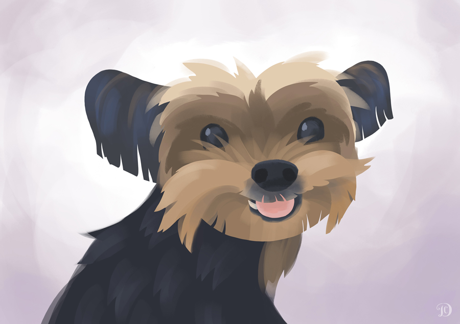 Year of the Dog: Scooter the Yorkshire Terrier