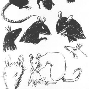 Plant Plus Animal: Rats