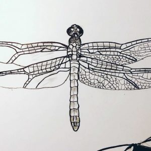Plant Plus Animal: Dragonflies