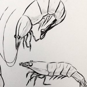 Plant Plus Animal: Shrimp