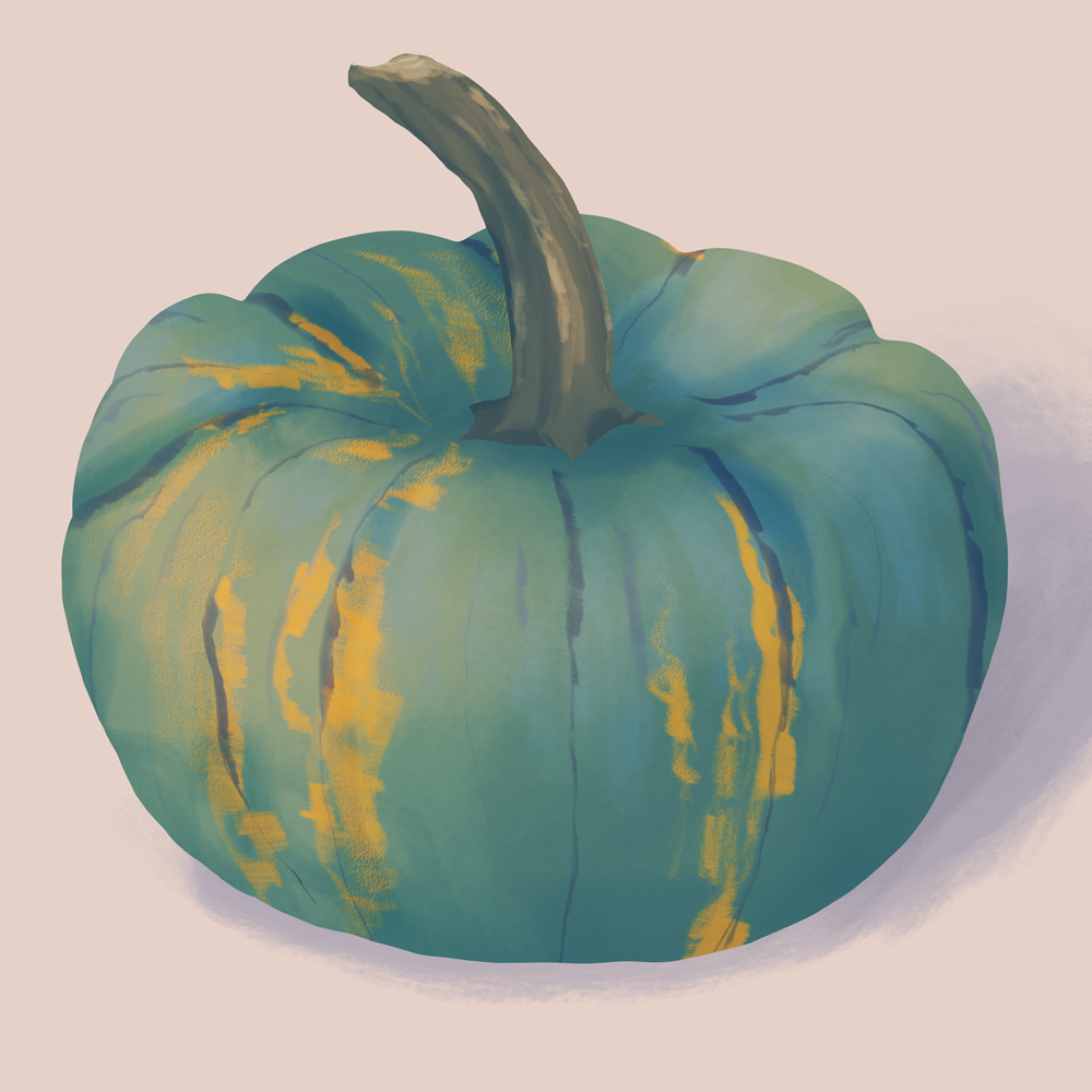 Kabocha pumpkin illustration