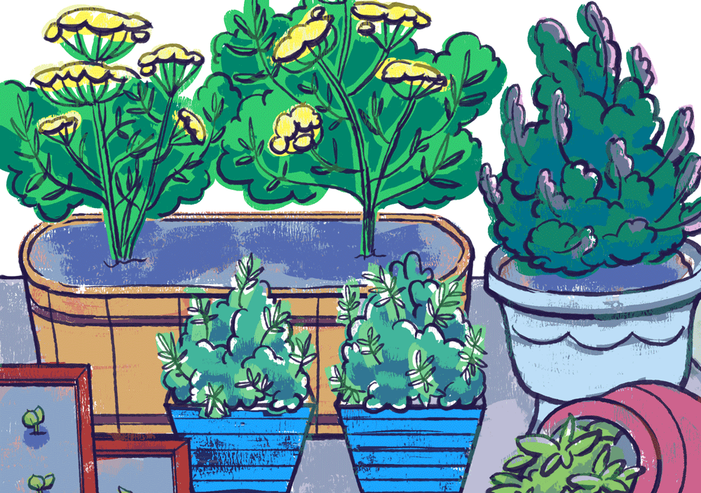 Herb Garden: Garden Plan Illustration Detail 2