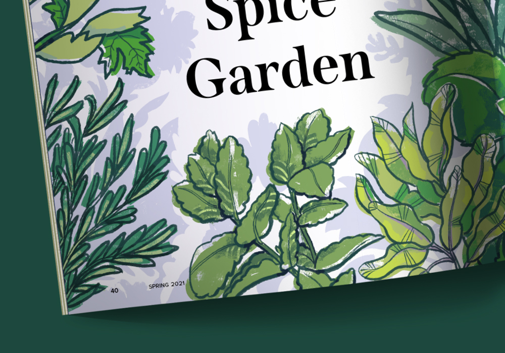 Herb Garden: Opener Illustration Detail 2
