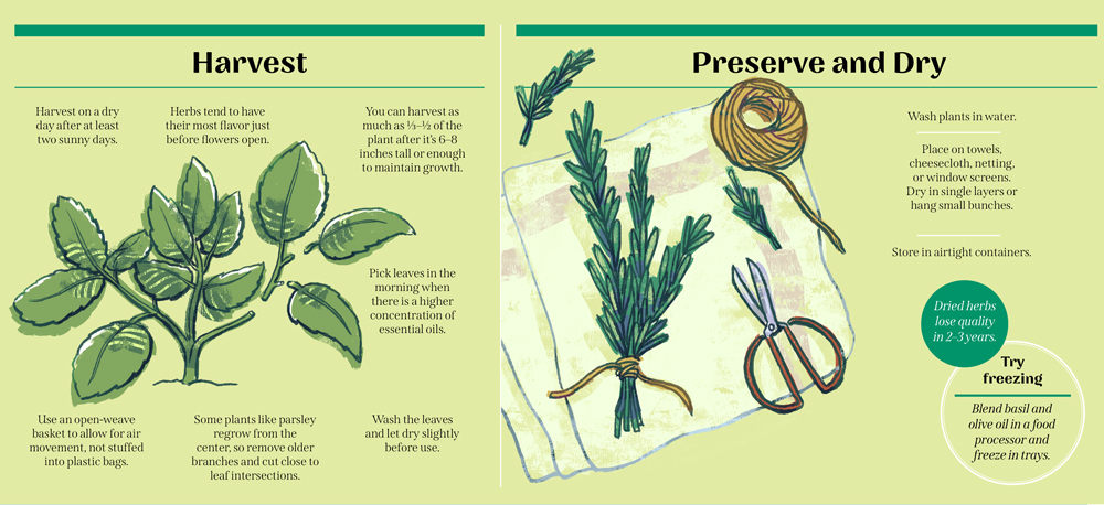 Herb Garden: Harvest, Preserve, and Dry